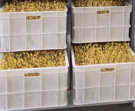 豆芽機(jī)怎么生產(chǎn)豆芽 豆芽機(jī)怎么生產(chǎn)豆芽