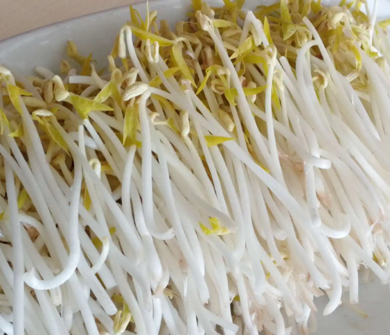 無公害豆芽 無公害豆芽