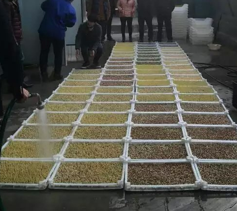 豆芽浸泡過程 豆芽浸泡過程