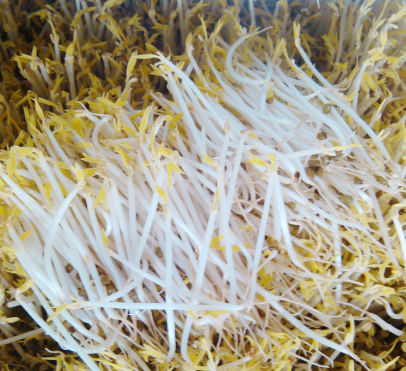 豆貴妃豆芽機生長豆芽 豆貴妃豆芽機生長豆芽