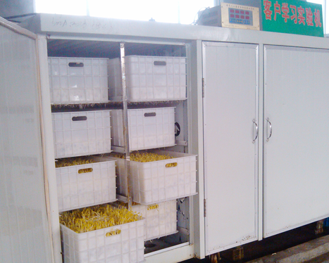 豆芽機怎么生長豆芽 豆芽機怎么生長豆芽