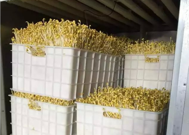 多功能豆芽機怎么生產豆芽 多功能豆芽機怎么生產豆芽