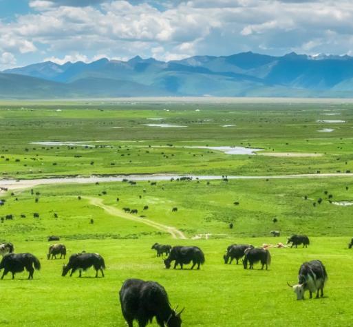 內蒙豆皮機做豆皮 內蒙豆皮機做豆皮