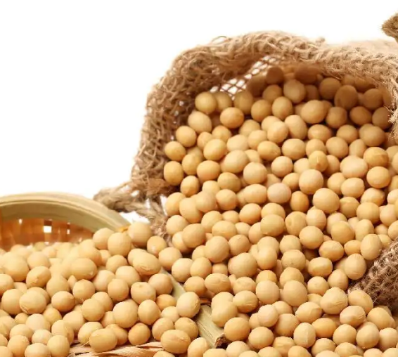 用豆腐機做豆腐應該選用什么的大豆 用豆腐機做豆腐應該選用什么的大豆