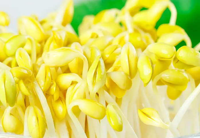 豆貴妃豆芽機 豆貴妃豆芽機