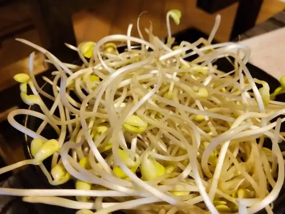 豆芽機豆貴妃 豆芽機豆貴妃