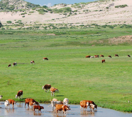 內蒙豆腐機 內蒙豆腐機