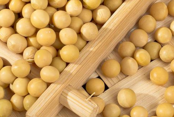 用豆芽機做豆芽應該用什么樣的大豆 用豆芽機做豆芽應該用什么樣的大豆