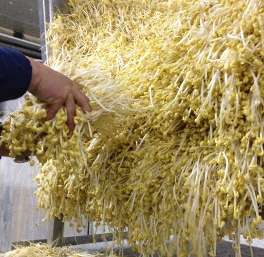 豆貴妃豆芽機做的豆芽 豆貴妃豆芽機做的豆芽