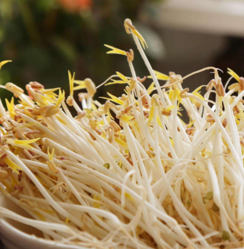 豆芽機怎么做產量高 豆芽機怎么做產量高