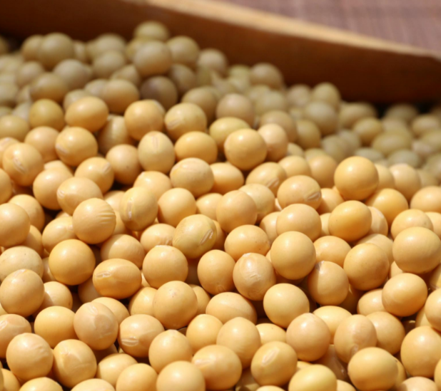 用豆皮機做豆皮應該選用什么樣的黃豆 用豆皮機做豆皮應該選用什么樣的黃豆