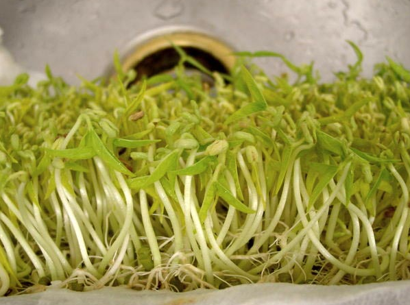 豆貴妃豆芽機(jī)怎么生產(chǎn)綠豆芽 豆貴妃豆芽機(jī)怎么生產(chǎn)綠豆芽