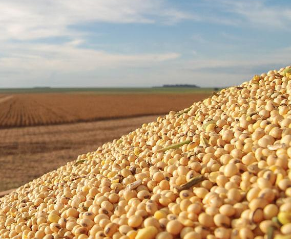 什么樣的黃豆適合做豆腐